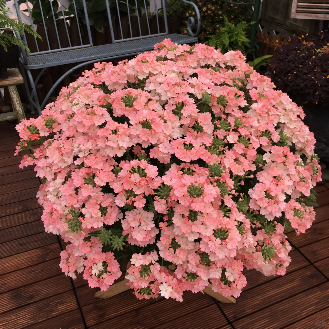 Verbena Hybrida Voss-Tuscan Peach Powder-Seeds