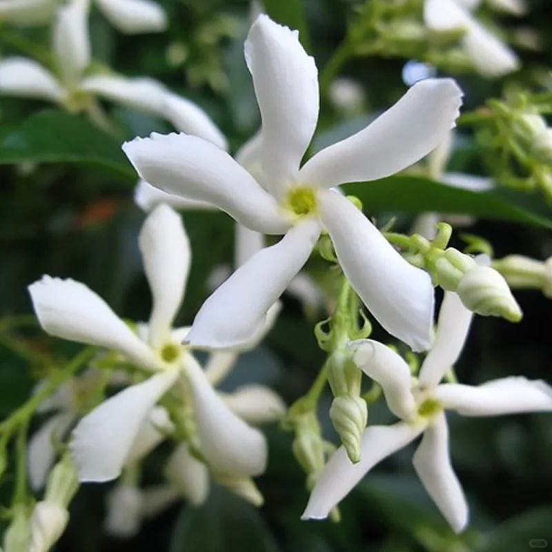 Star Jasmine/Windmill Jasmine-Flower Wall