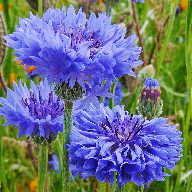 Cornflower Blue Boy (Centaurea) seeds