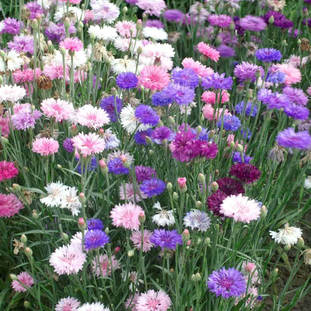Cornflower Mixed Seeds