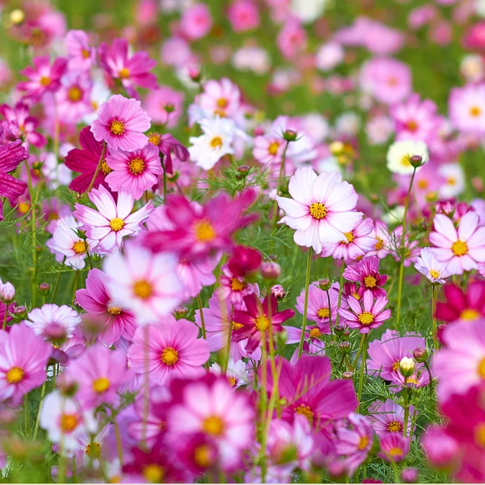  Mix Cosmos Flower Seeds