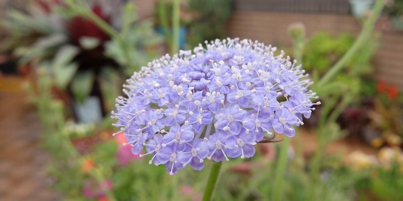 愛花精選：高雅切花─翠珠花蕾絲-三色混合- 園藝部落格：iGarden 花寶愛花園園藝文摘Plus