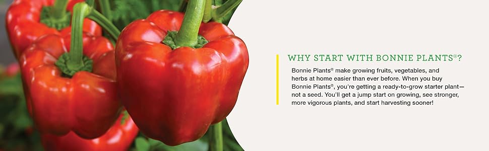 Red Bell Sweet Peppers