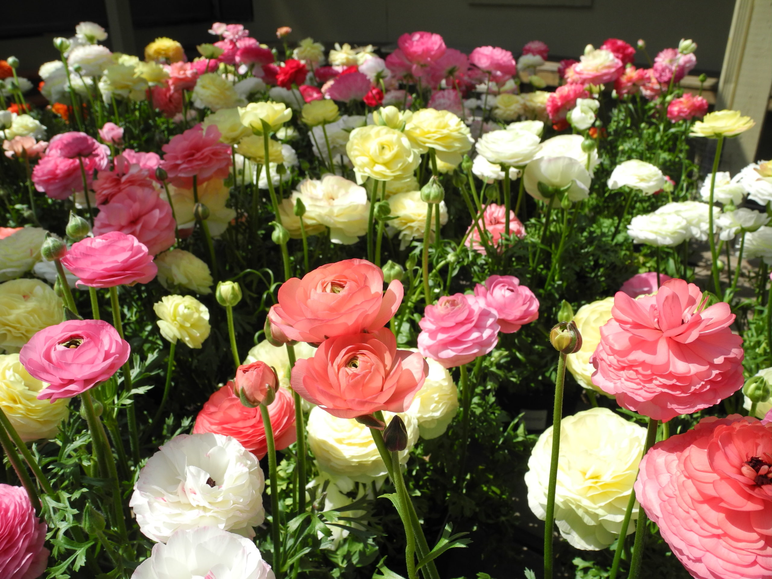 R is for Ranunculus! - Heritage Farm & Garden