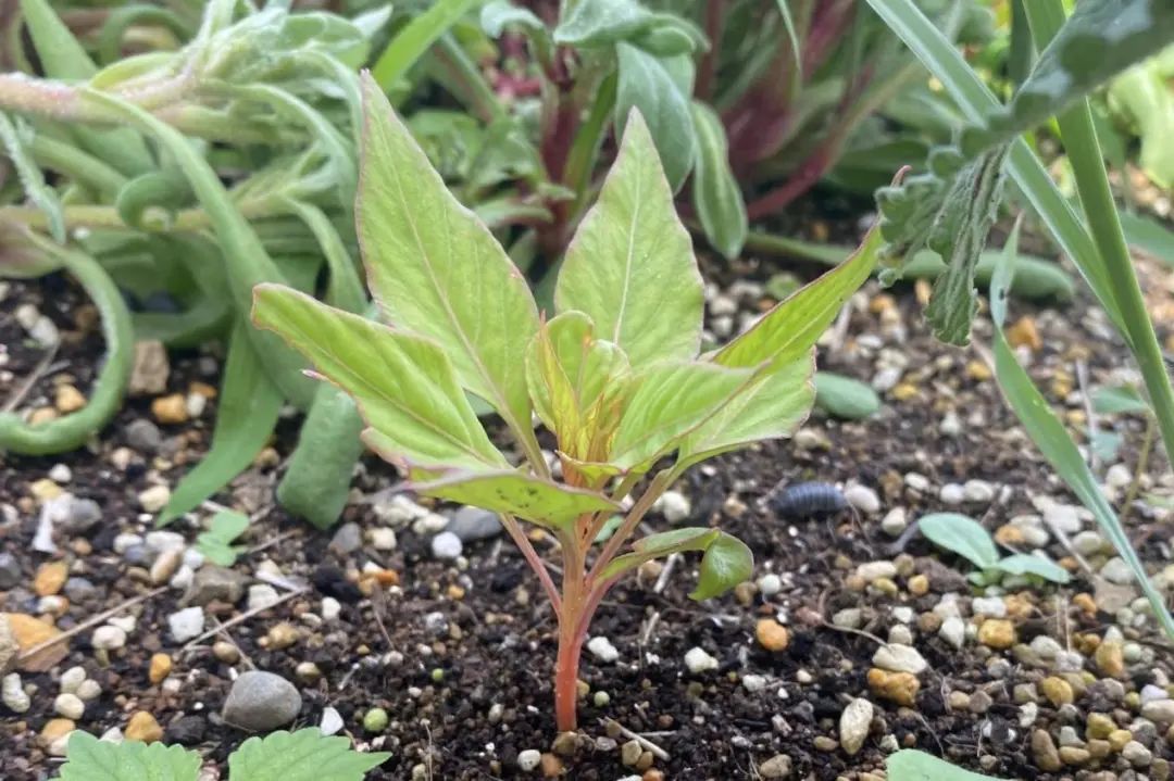 养盆鸡冠花，来波回忆杀~丨小叶子有&ldquo;花&rdquo;招_上观新闻