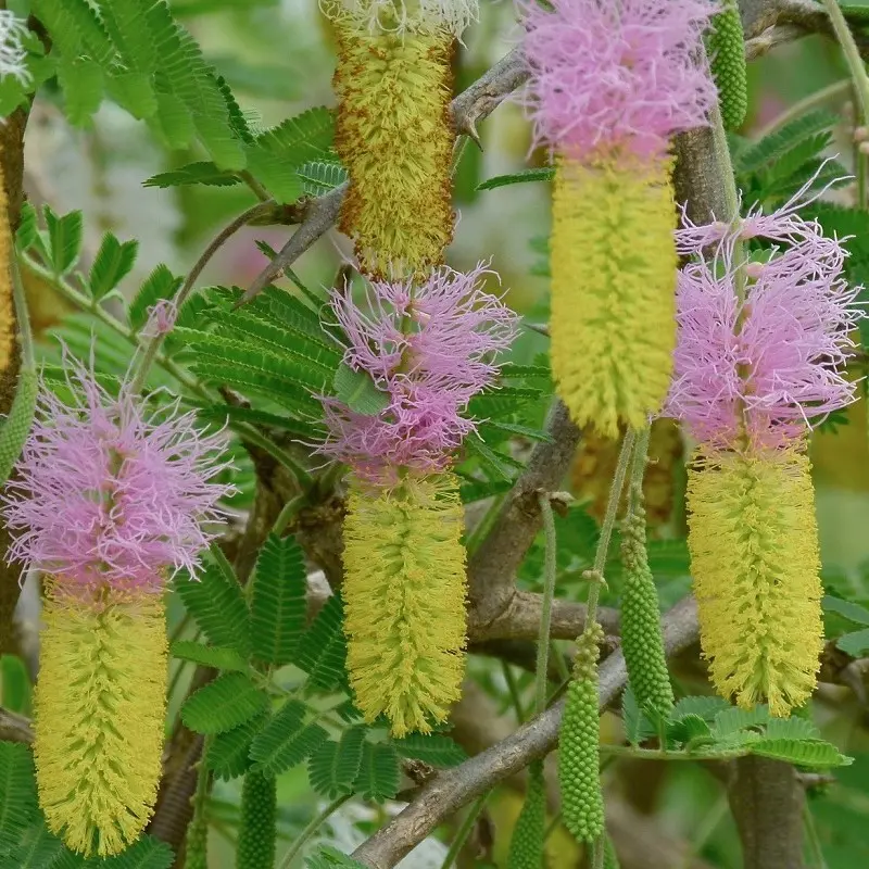 Bell Mimosa Seeds