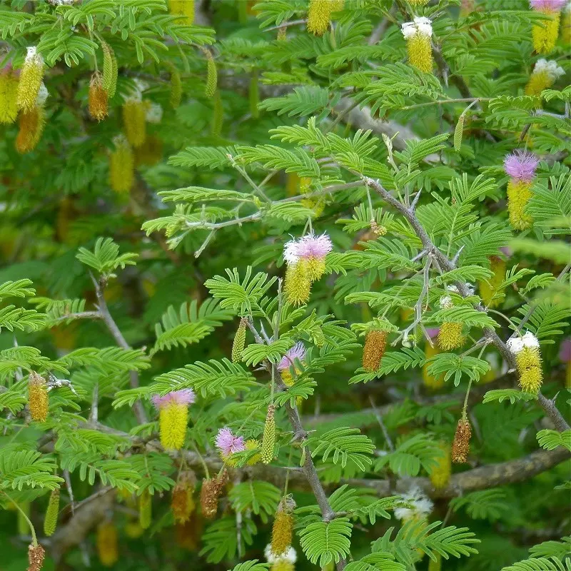 Bell Mimosa Seeds