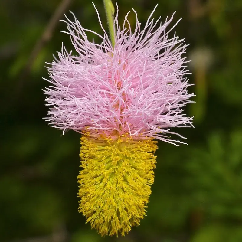 Bell Mimosa Seeds