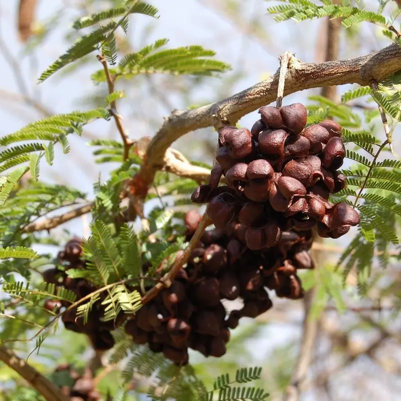 Bell Mimosa Seeds