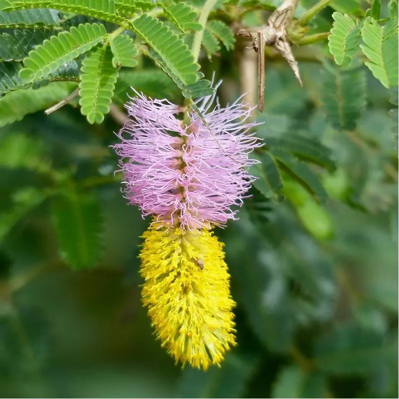 Bell Mimosa Seeds