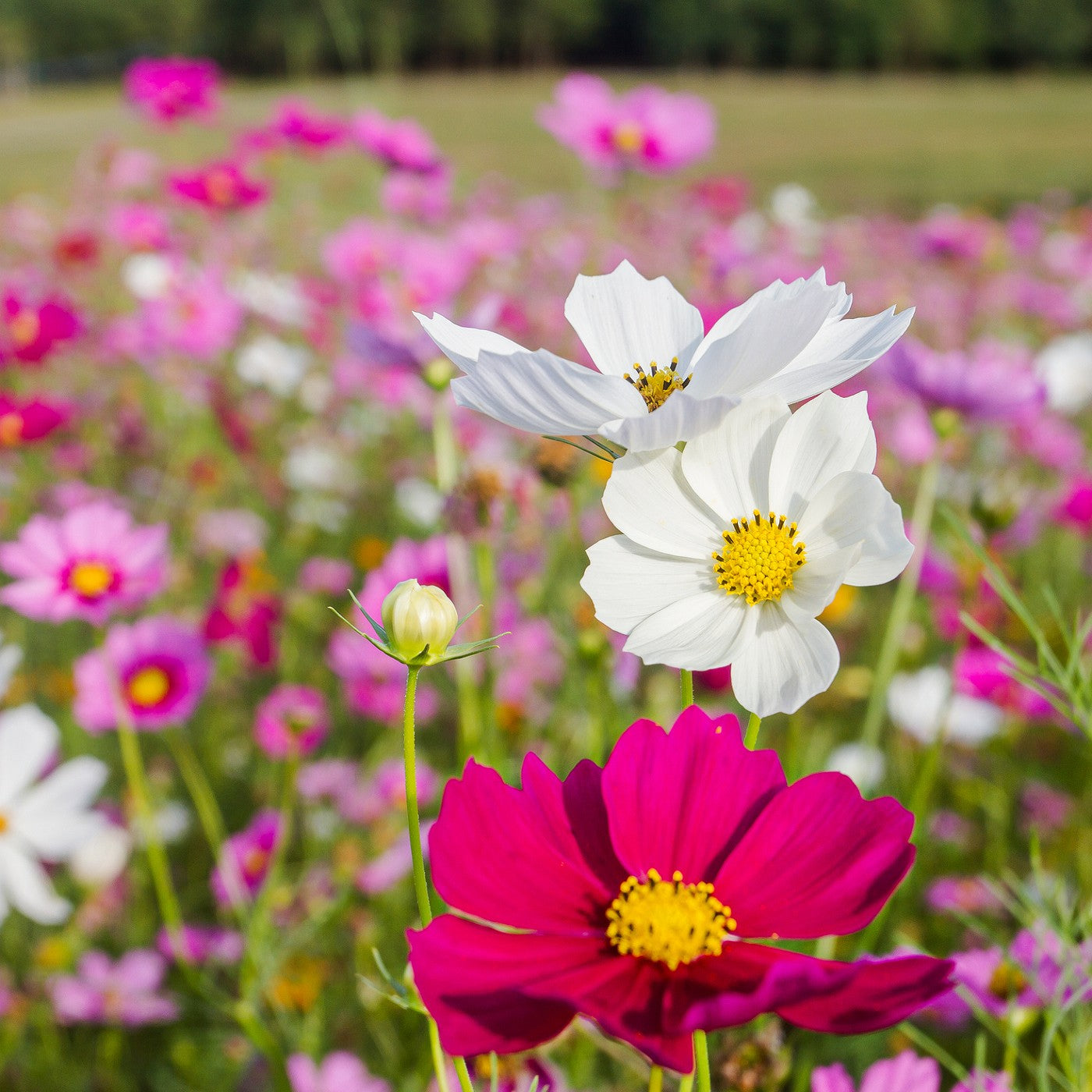 Cosmos Wild Seeds &ndash; Vermont Wildflower Farm