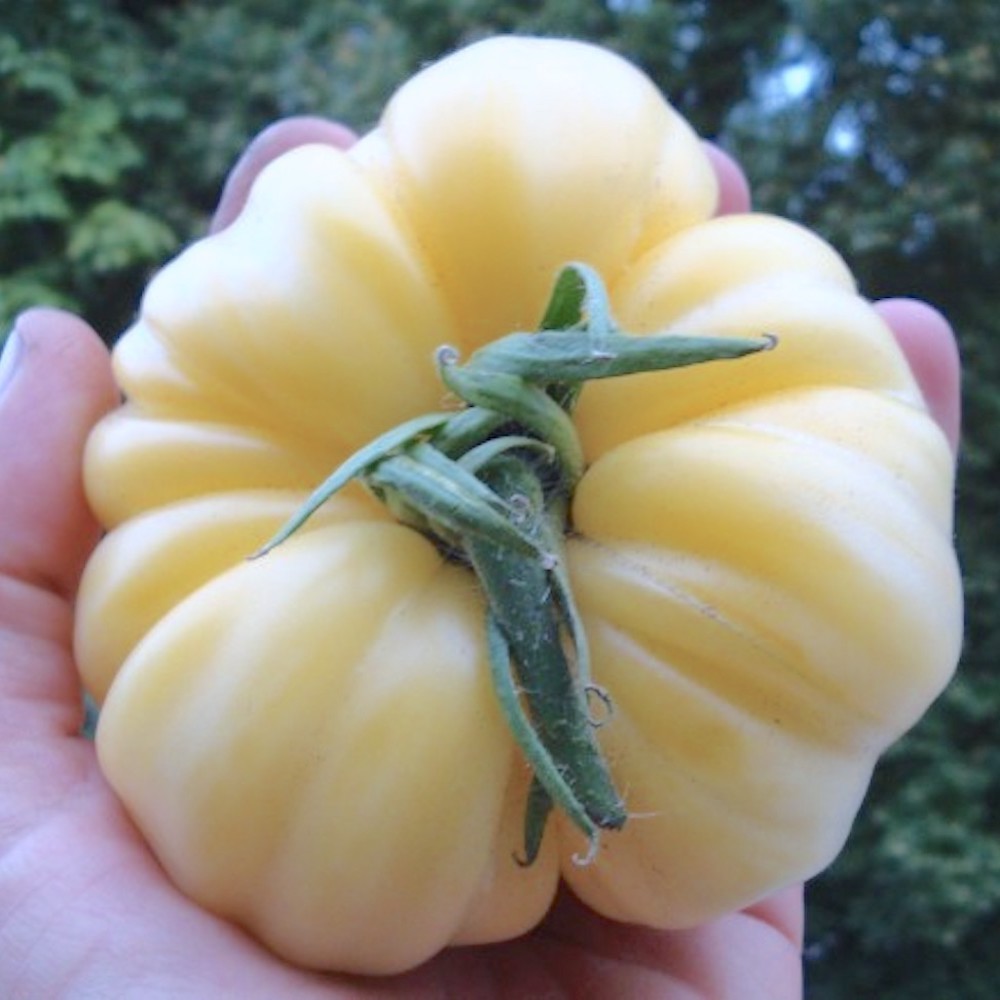 White Beauty Tomato Imported Seeds