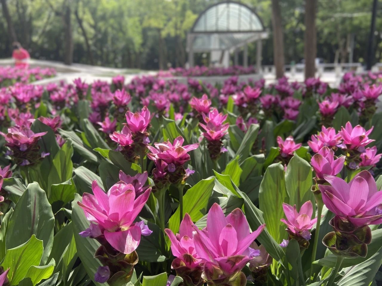 长在地里的&ldquo;荷花&rdquo;你见过吗？阿拉中山公园就有！_上观新闻