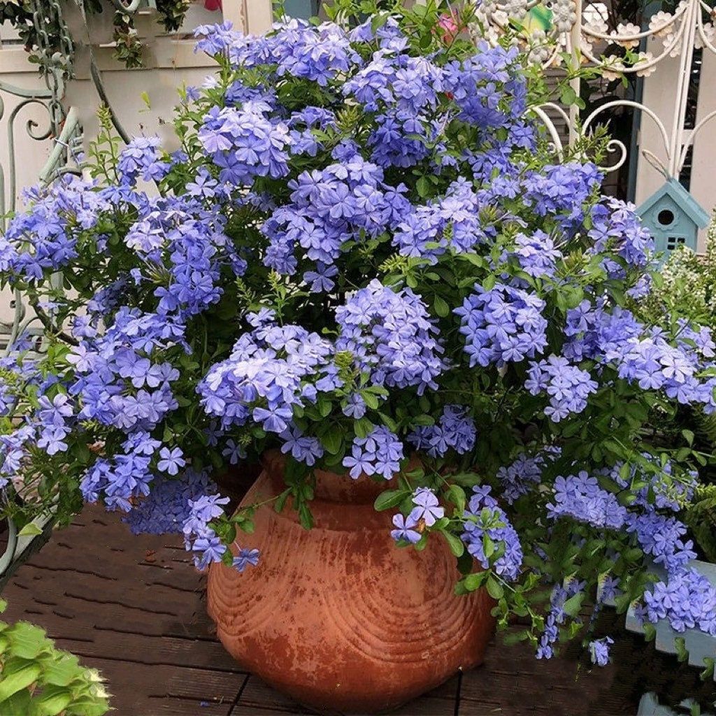 Blue Plumbago auriculata-huge blue flowers-heat and drought tolerant-insect resistant-minimal care