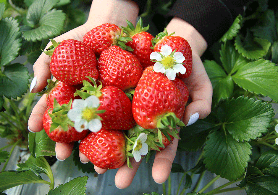 Nami Island] Strawberry Picking + Nami Island + Gangchon Railbike + The  Garden of Morning Calm One Day Tour (by K Tour Story) - Seoul PASS