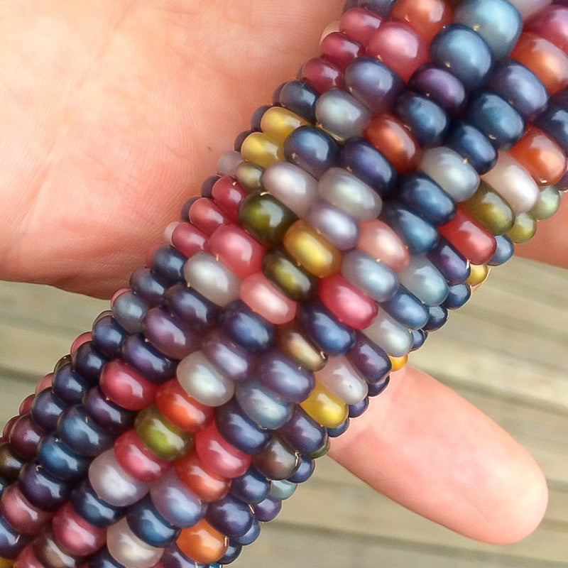 💥38% OFF🌈🌽Rainbow Glass Gem Corn Seeds