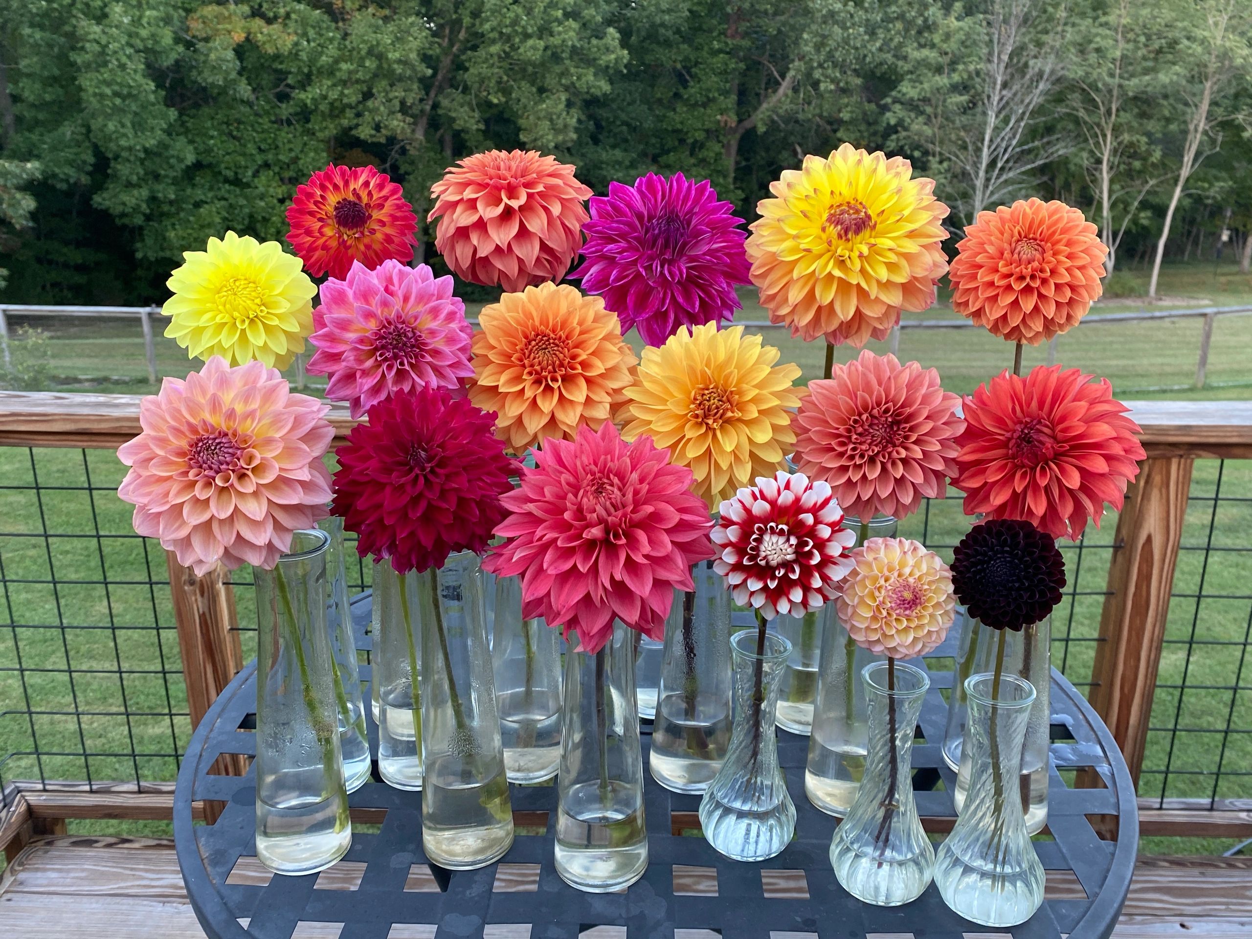 Garden Bee Flower Farm - Dahlia Tubers, Dahlia Seeds, Dahlias