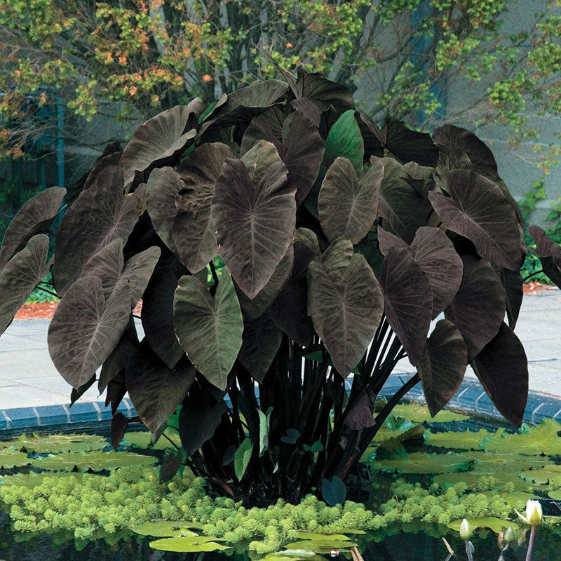 Elephant Ears Bulbs - Black Magic | Spring Flower Bulbs | Eden Brothers