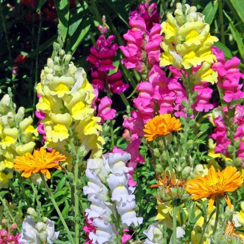 Grow Your Own Snapdragon Spectacle: Unleash the Beauty with Our Premium Snapdragon Seeds!