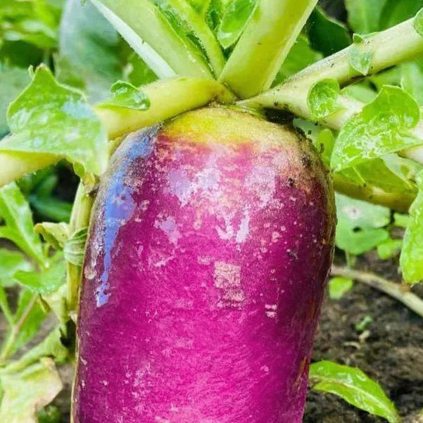 🔥Hot Winter Sale🍦Ice Cream Radish Seeds🥕