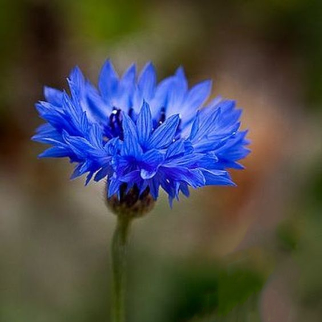 Cornflower - Blue Boy (Centaurea) seeds