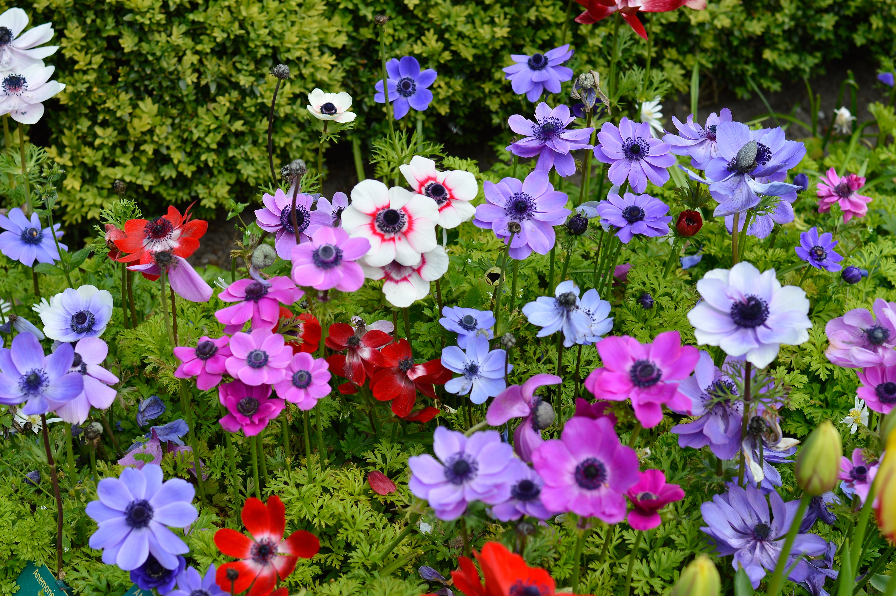 Anemones &ndash; Easy growing eye catchers
