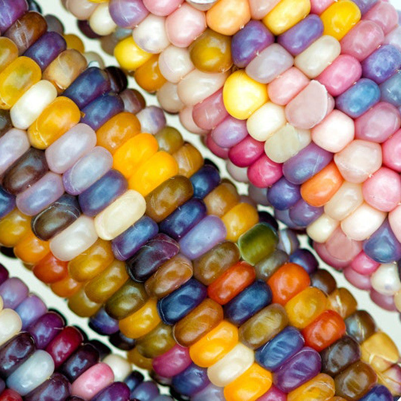 💥38% OFF🌈🌽Rainbow Glass Gem Corn Seeds