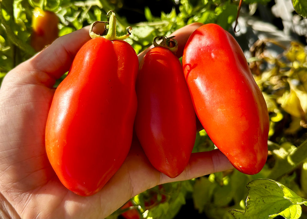 San Marzano Tomato Seeds - Solanum Lycopersicum - Delicious & Abundant |  Small Island Seed Co