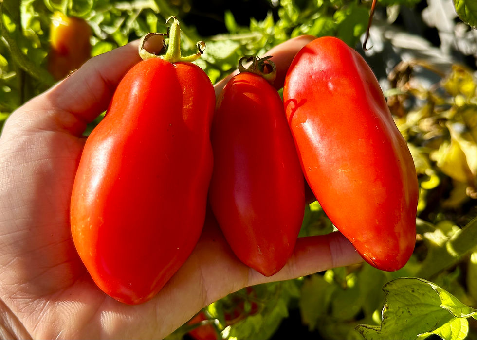 San Marzano Tomato Seeds - Solanum Lycopersicum - Delicious & Abundant | Small Island Seed Co