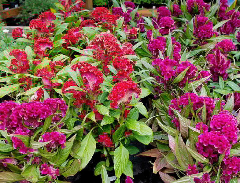 Cockscomb Guide: How to Grow & Care for &ldquo;Celosia Cristata&rdquo;