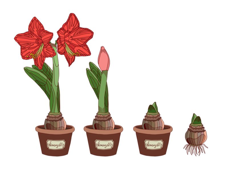 Growing Amaryllis Bulbs - Ripley Nurseries - Garden Centre - Farm Shop -  Guildford - Surrey