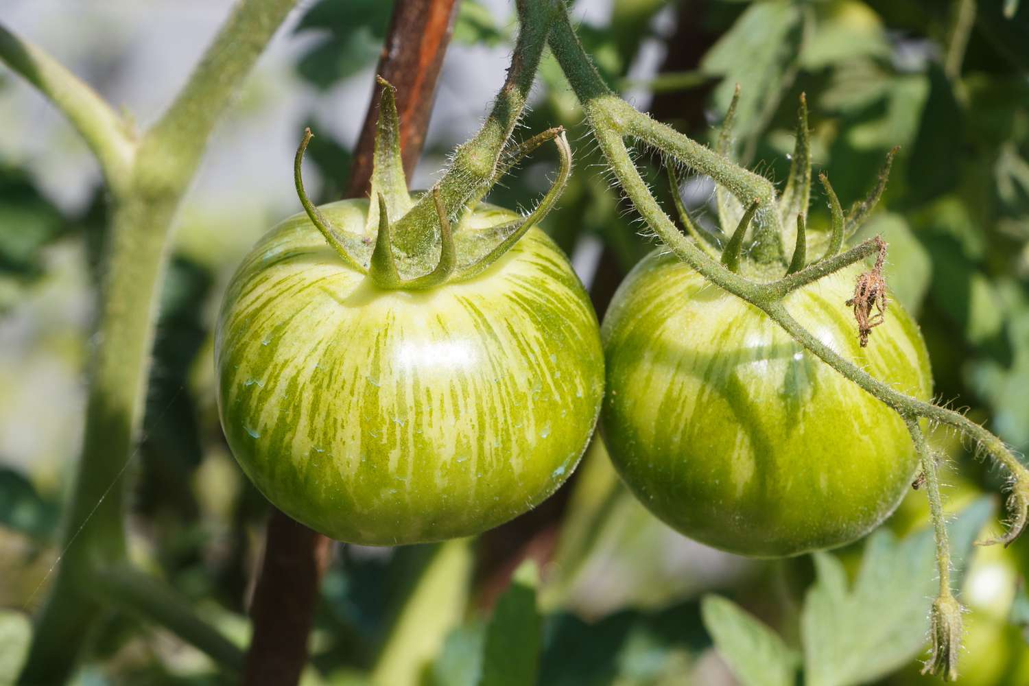 How to Grow and Care for Green Zebra Tomato