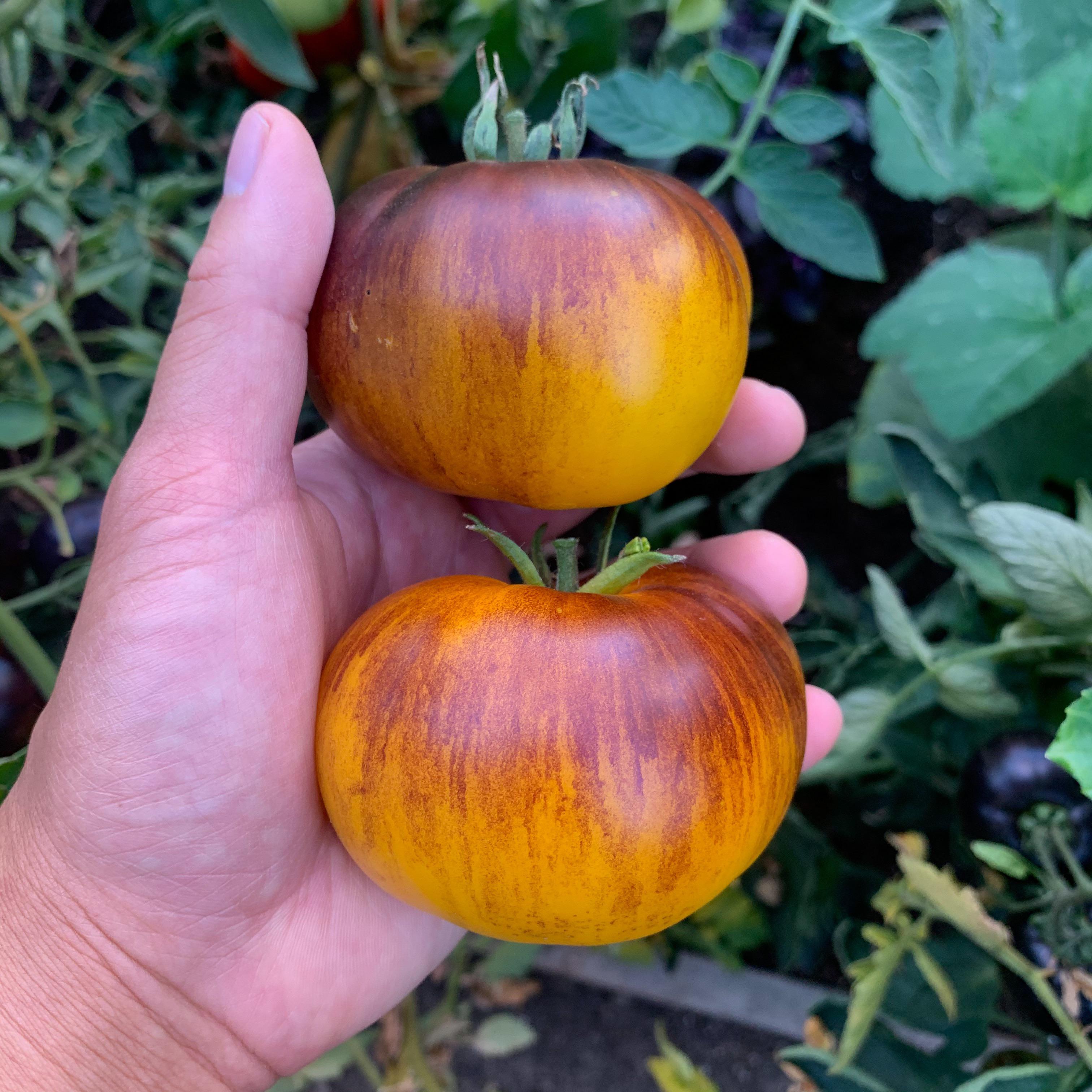 Lucid Gem Tomato Seeds 