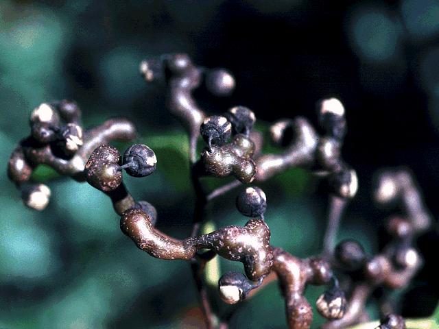 Hovenia dulcis (Japanese Raisin Tree) Seed Description