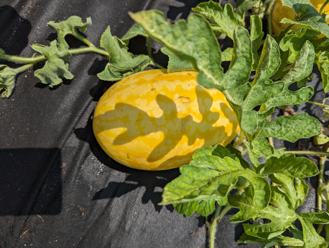 Gold in Gold Hybrid Watermelon Seeds