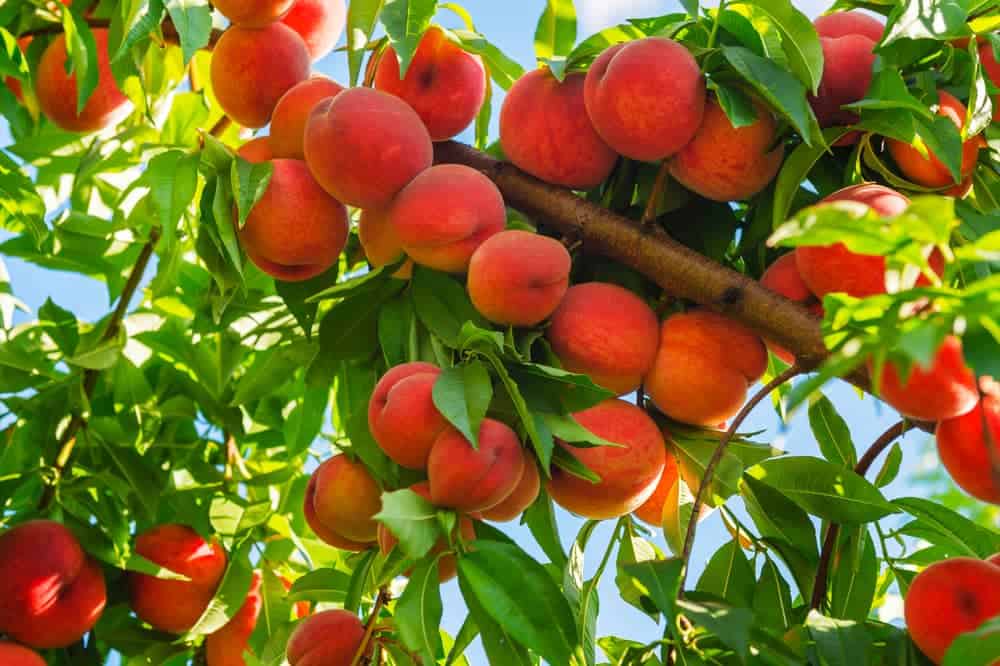 How To Grow A Peach Tree | Lawn.com.au