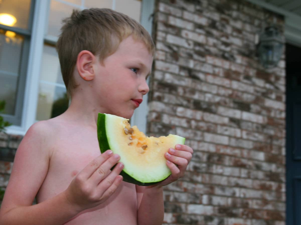 How to Grow Orange Tendersweet Heirloom Watermelons - Dengarden
