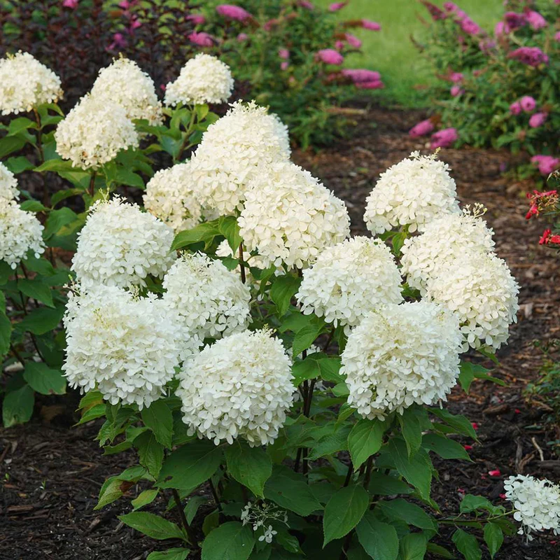 Puffer Fish Panicle Hydrangea Seeds