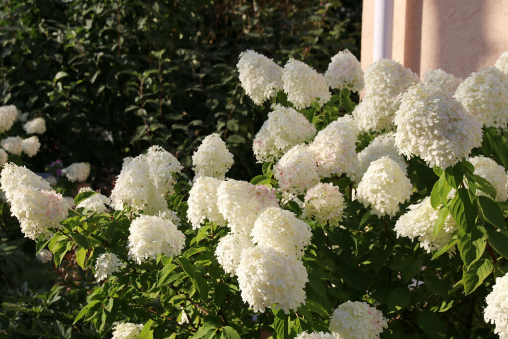 Hydrangea paniculata: varieties & cultivation - Plantura