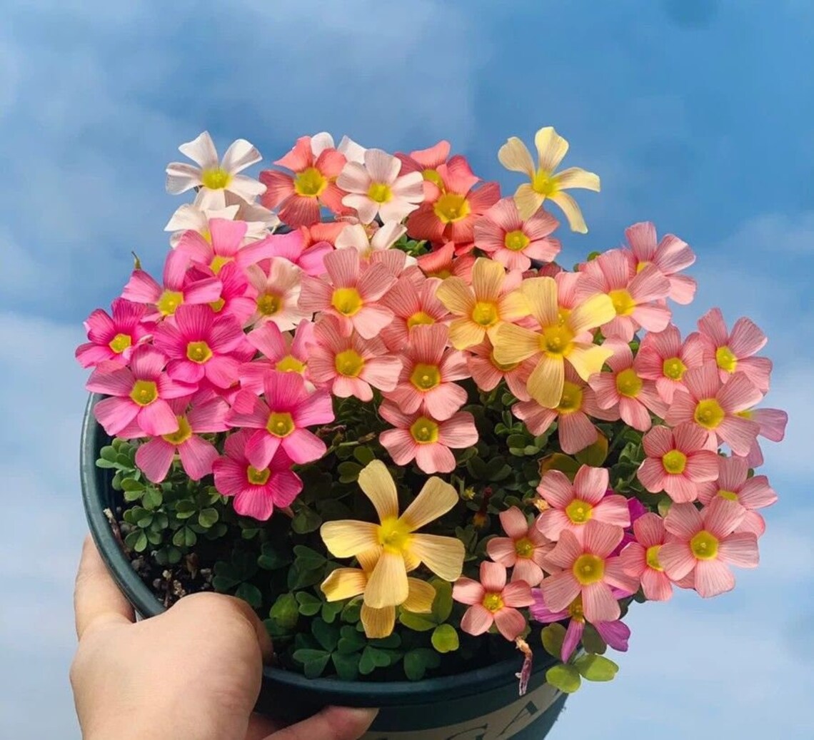 Obtusa Sorrel Oxalis Bulbs Wood Shamrock Perennial Growing Bonsai Roots  Rhizomes Corms Tubers Potted Planting Reblooming Fragrant Garden Species  Blooms Flower Seeds Plant Gardening | Seedsplant