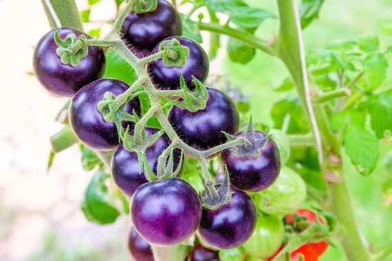 Bosque Blue Tomato Seeds Organic - Etsy Ireland