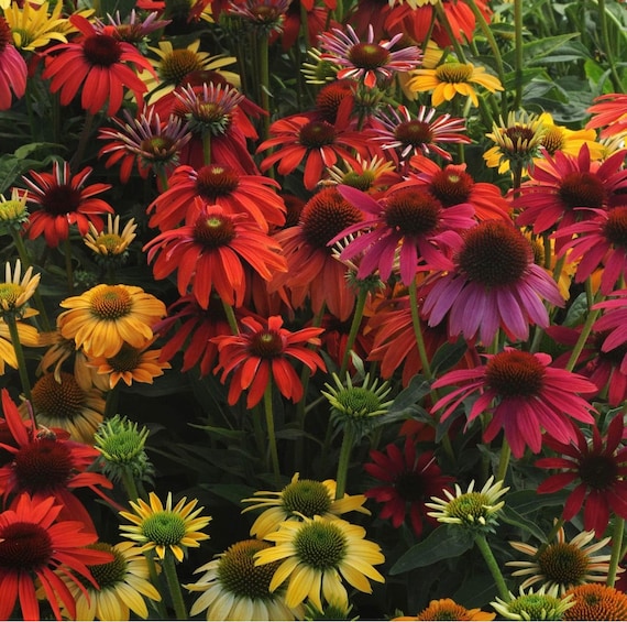 50perennial Echinacea parrot or pink coneflower Seeds - Etsy