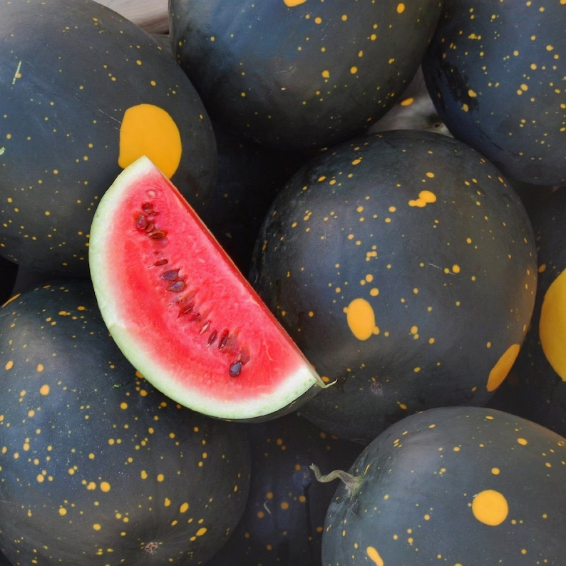 Moon & Stars (Van Doren) Watermelon Seeds