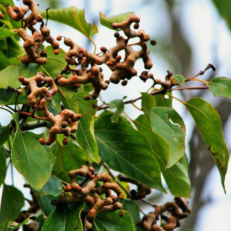 100 Hovenia dulcis Seeds, Japanese raisin tree Seeds,Oriental raisin t &mdash;  Seeds And Smiles - Buy Top Quality Seeds With Free Worldwide Shipping