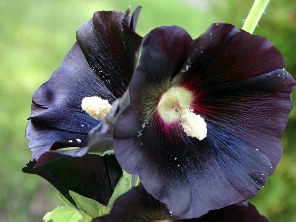 Hollyhock Seeds - Giant Black Nigra &ndash; Circle Farms