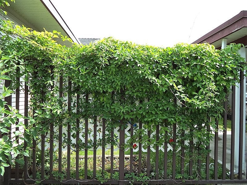 Bulk CHOCOLATE VINE Edible Fruit Akebia Quinata Fragrant Flower Seeds