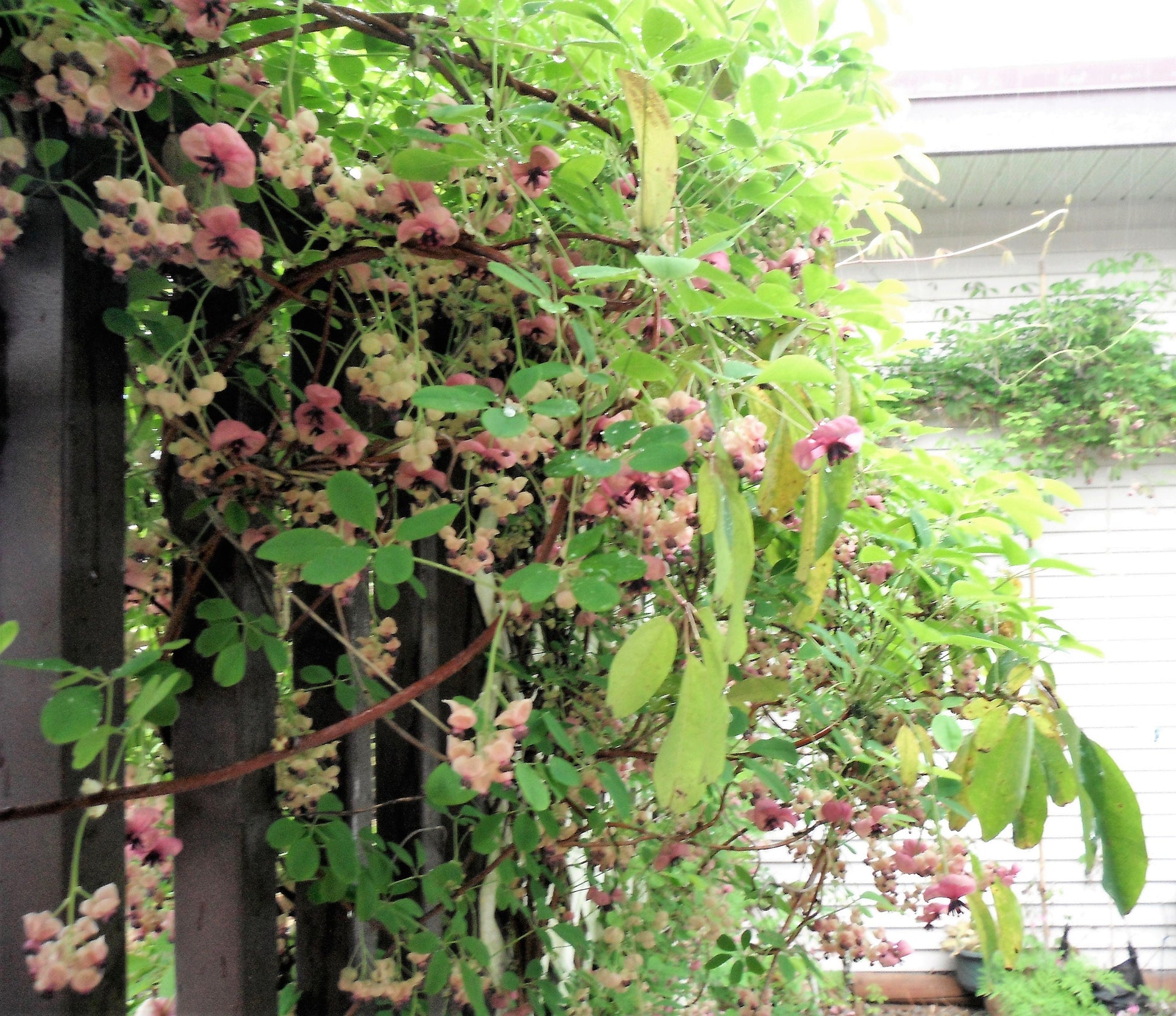 Bulk CHOCOLATE VINE Edible Fruit Akebia Quinata Fragrant Flower Seeds