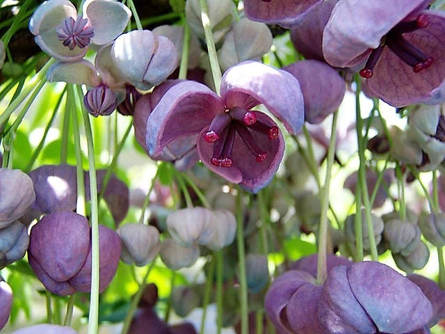 Bulk CHOCOLATE VINE Edible Fruit Akebia Quinata Fragrant Flower Seeds