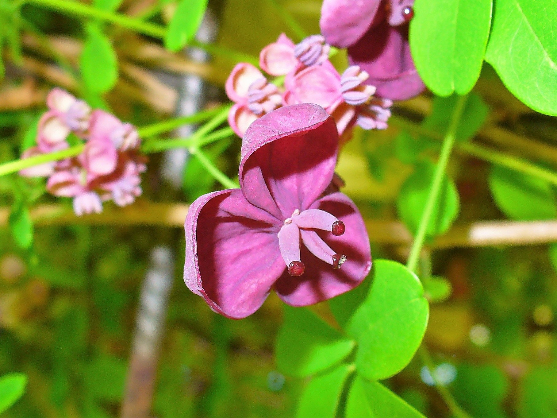 Bulk CHOCOLATE VINE Edible Fruit Akebia Quinata Fragrant Flower Seeds