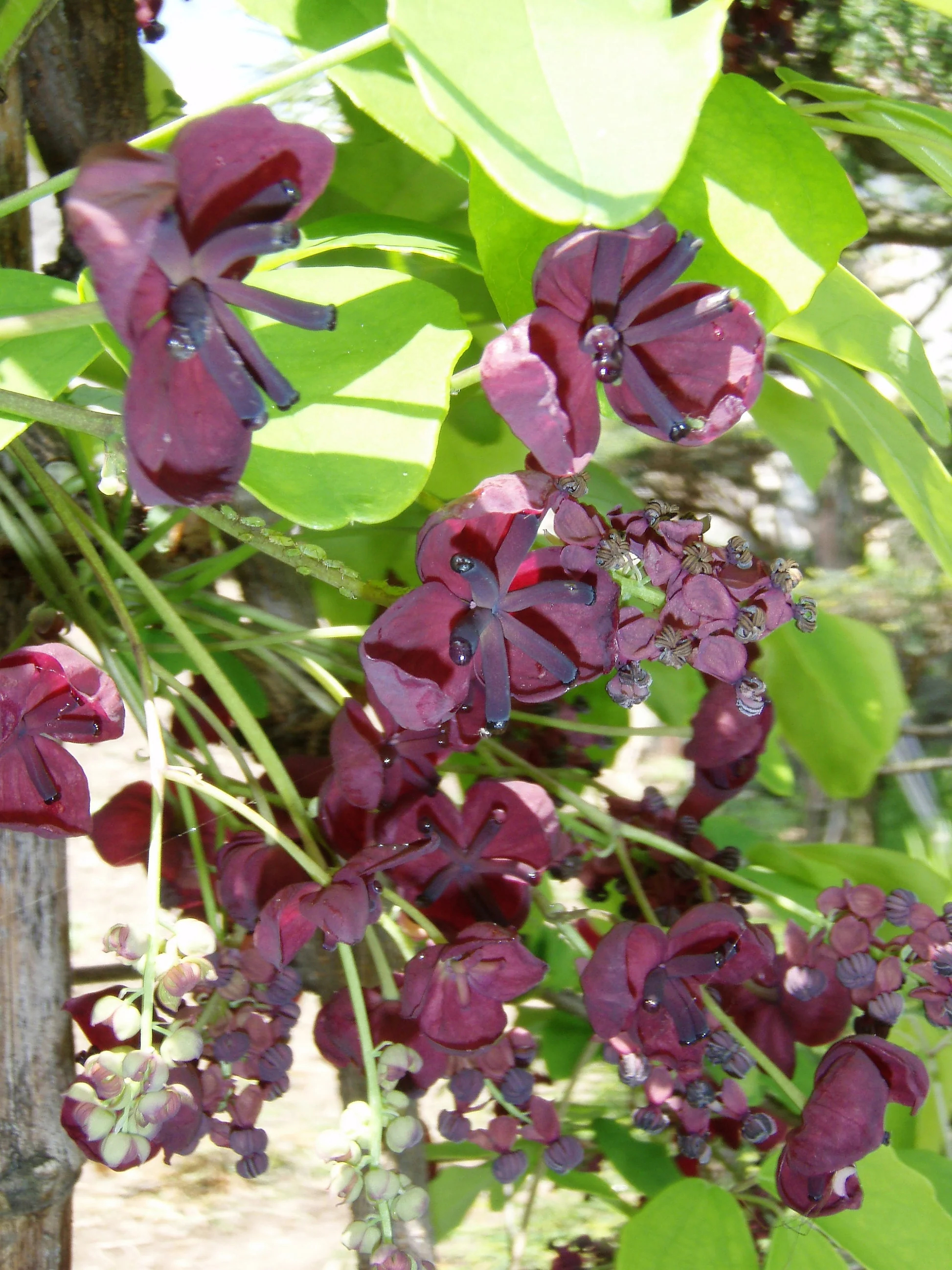 Bulk CHOCOLATE VINE Edible Fruit Akebia Quinata Fragrant Flower Seeds